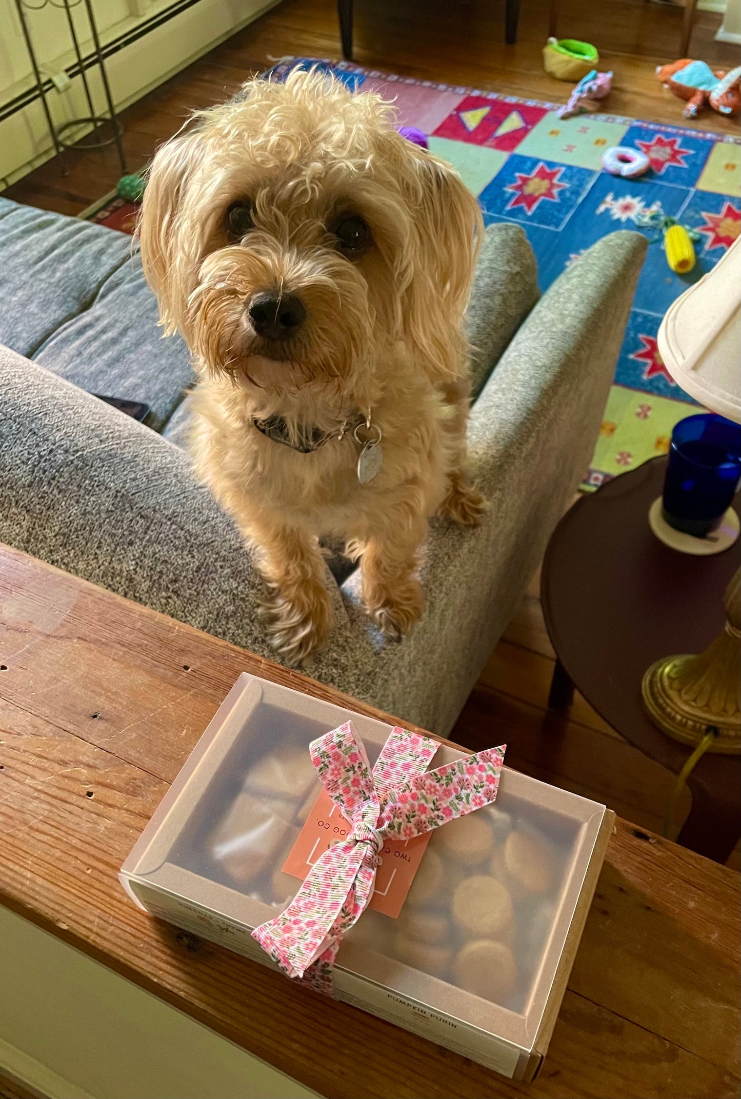 Biscuit Bento Box べんとう